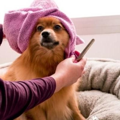 Hondentrimmer in IJmuiden