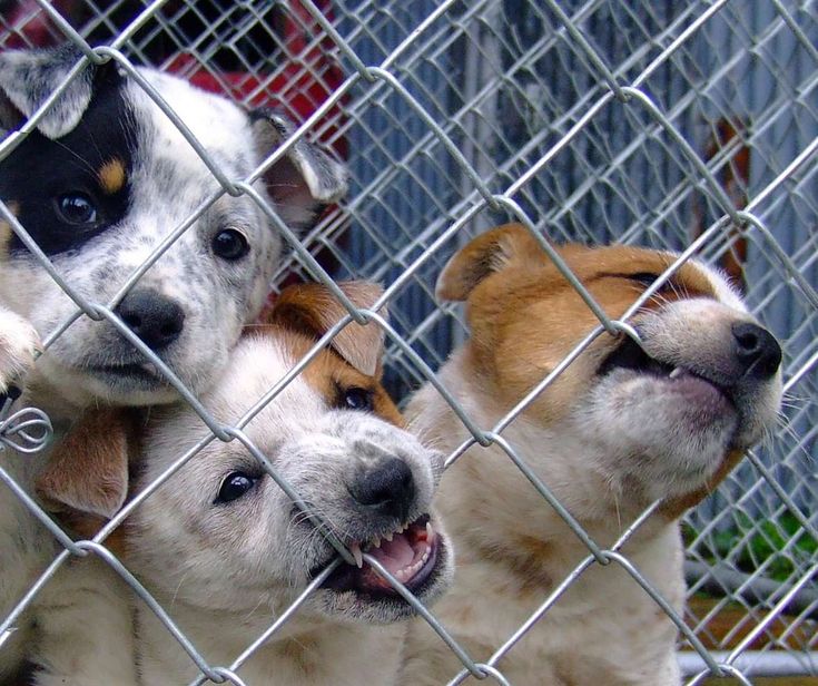 Hondenfokker in IJmuiden